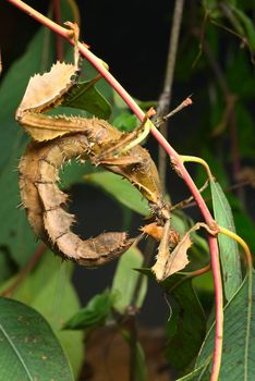 Spiny leaf insect, large species of Australian stick insect, Extatosoma tiaratum