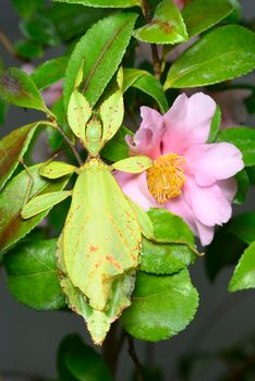 Camouflage example of leaf insect from tropical Asia.