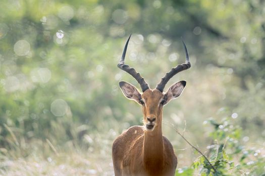 Common Impala horned male with backlit natural background in Kruger National park, South Africa ; Specie Aepyceros melampus family of Bovidae
