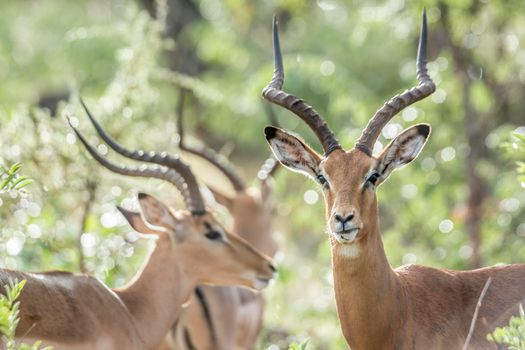 Common Impala horned male with backlit natural background in Kruger National park, South Africa ; Specie Aepyceros melampus family of Bovidae