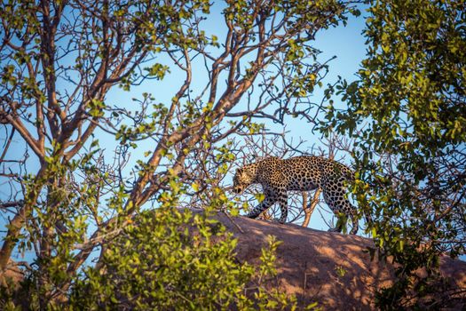 Leopard walking on a rock in Kruger National park, South Africa ; Specie Panthera pardus family of Felidae