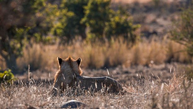 African lion young male lying down in backlit rear view in Kruger National park, South Africa ; Specie Panthera leo family of Felidae