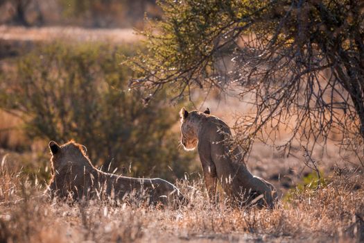 Two African lions lying down in backlit in Kruger National park, South Africa ; Specie Panthera leo family of Felidae