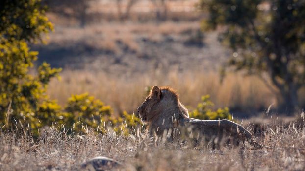 African lion young male lying down in backlit side view in Kruger National park, South Africa ; Specie Panthera leo family of Felidae