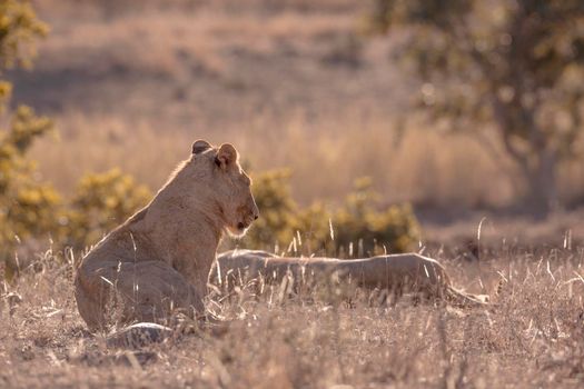 Two African lions lying down in backlit in Kruger National park, South Africa ; Specie Panthera leo family of Felidae