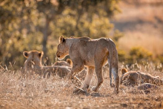 Young African lion walking in middle of a pride in Kruger National park, South Africa ; Specie Panthera leo family of Felidae