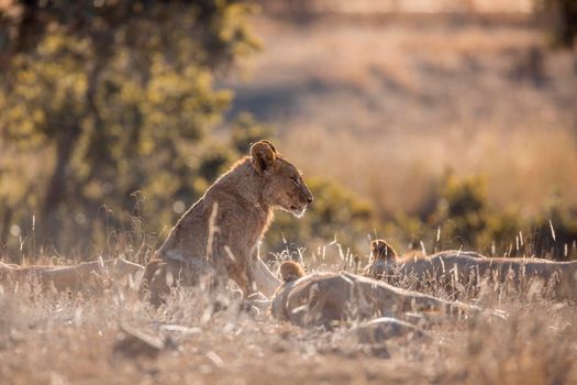 Young African lion sitting in middle of pride in Kruger National park, South Africa ; Specie Panthera leo family of Felidae