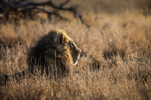 Majestic African lion male black mane lying down in grass in Kruger National park, South Africa ; Specie Panthera leo family of Felidae