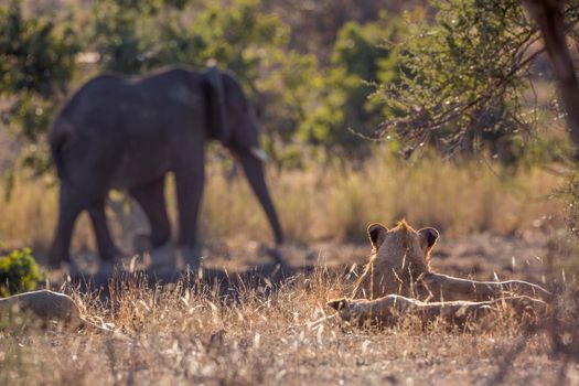 African lion watching an elephant walking close in Kruger National park, South Africa ; Specie Panthera leo family of Felidae