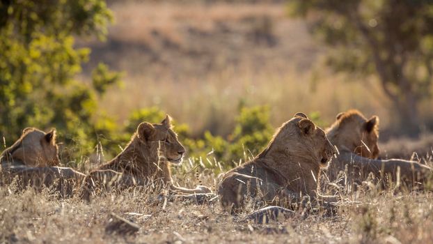 African lion pride lying down in backlit grass in Kruger National park, South Africa ; Specie Panthera leo family of Felidae