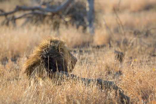 Majestic African lion male black mane lying down in grass in Kruger National park, South Africa ; Specie Panthera leo family of Felidae