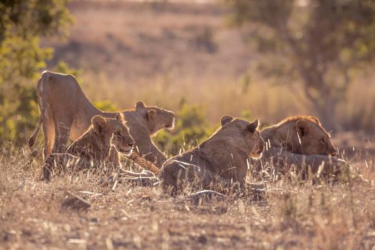 Pride of African lions waking up in Kruger National park, South Africa ; Specie Panthera leo family of Felidae
