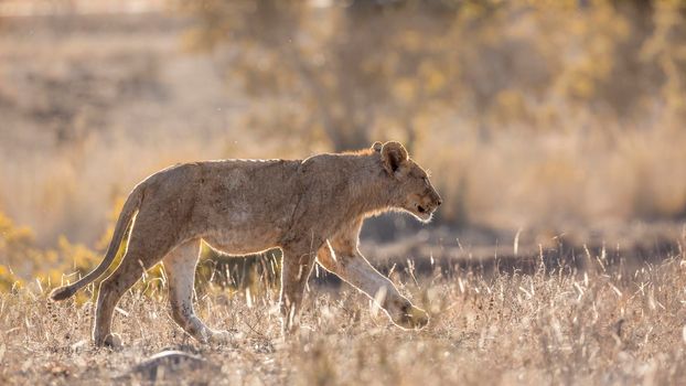 Young African lion walking in backlit savannah in Kruger National park, South Africa ; Specie Panthera leo family of Felidae
