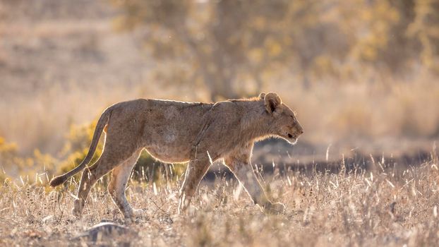 Young African lion walking in backlit savannah in Kruger National park, South Africa ; Specie Panthera leo family of Felidae