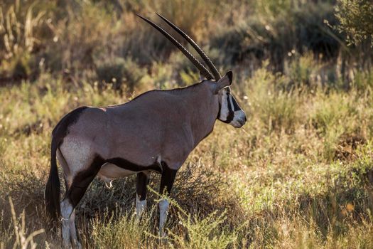 South African Oryx in grass backlit in morning light in Kgalagari transfrontier park, South Africa ; specie Oryx gazella family of Bovidae