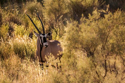 South African Oryx in grass backlit in morning light in Kgalagari transfrontier park, South Africa ; specie Oryx gazella family of Bovidae