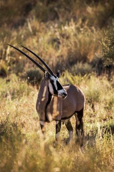 South African Oryx in grass backlit in morning light in Kgalagari transfrontier park, South Africa ; specie Oryx gazella family of Bovidae