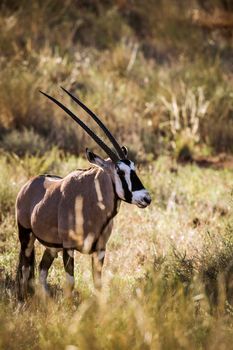 South African Oryx in grass backlit in morning light in Kgalagari transfrontier park, South Africa ; specie Oryx gazella family of Bovidae