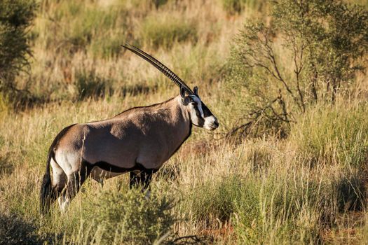 South African Oryx in morning light in Kgalagari transfrontier park, South Africa ; specie Oryx gazella family of Bovidae