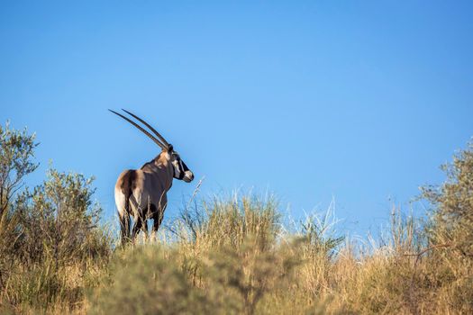 South African Oryx on top of a dune isolated in blue sky in Kgalagari transfrontier park, South Africa ; specie Oryx gazella family of Bovidae