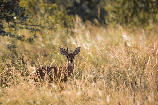 Steenbok in backlit grass in Kruger National park, South Africa ; Specie Raphicerus campestris family of Bovidae