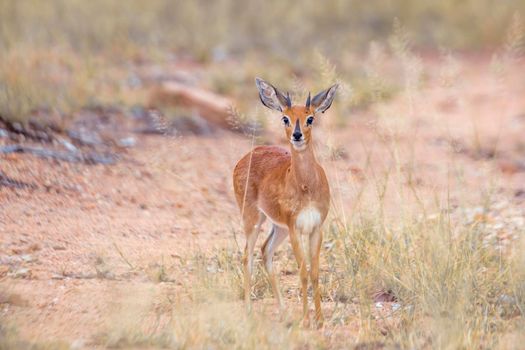 Steenbok in alert front view in Kruger National park, South Africa ; Specie Raphicerus campestris family of Bovidae