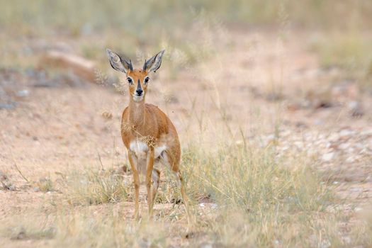 Steenbok in alert front view in Kruger National park, South Africa ; Specie Raphicerus campestris family of Bovidae
