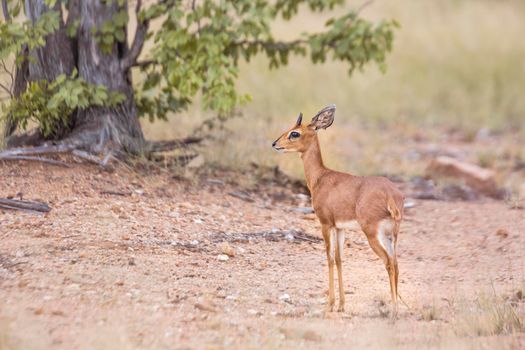 Steenbok standing in alert in Kruger National park, South Africa ; Specie Raphicerus campestris family of Bovidae