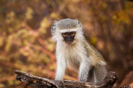 Cute young Vervet monkey with natural background in Kruger National park, South Africa ; Specie Chlorocebus pygerythrus family of Cercopithecidae