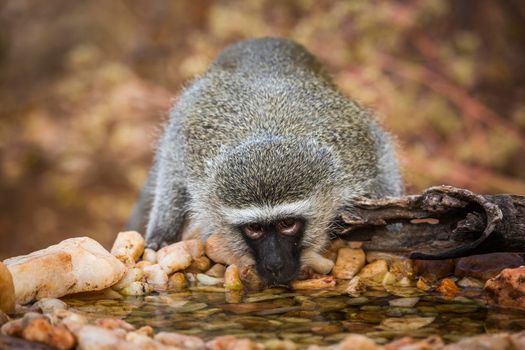 Vervet monkey drinking in waterhole in Kruger National park, South Africa ; Specie Chlorocebus pygerythrus family of Cercopithecidae