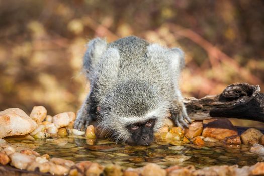 Vervet monkey drinking in waterhole in Kruger National park, South Africa ; Specie Chlorocebus pygerythrus family of Cercopithecidae