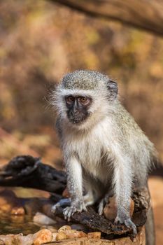 Cute young Vervet monkey with natural background in Kruger National park, South Africa ; Specie Chlorocebus pygerythrus family of Cercopithecidae