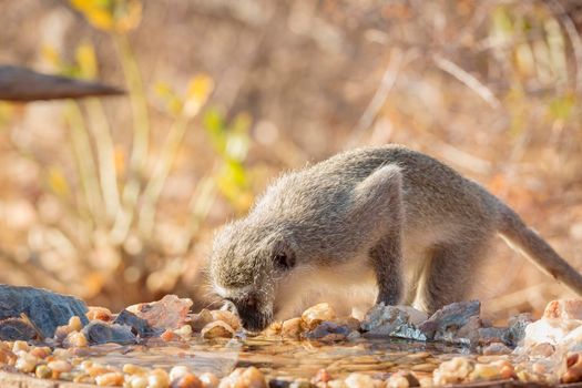 Vervet monkey drinking in waterhole in Kruger National park, South Africa ; Specie Chlorocebus pygerythrus family of Cercopithecidae