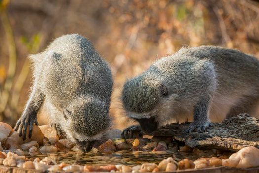 Two Vervet monkey drinking at waterhole in Kruger National park, South Africa ; Specie Chlorocebus pygerythrus family of Cercopithecidae