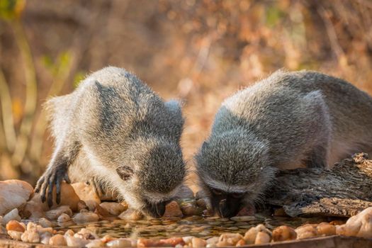 Two Vervet monkey drinking at waterhole in Kruger National park, South Africa ; Specie Chlorocebus pygerythrus family of Cercopithecidae