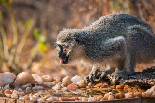 Vervet monkey standing at waterhole in Kruger National park, South Africa ; Specie Chlorocebus pygerythrus family of Cercopithecidae