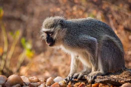 Vervet monkey standing at waterhole in Kruger National park, South Africa ; Specie Chlorocebus pygerythrus family of Cercopithecidae