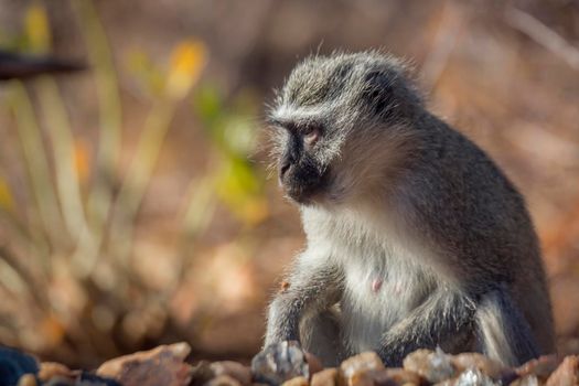 Vervet monkey portrait with natural background in Kruger National park, South Africa ; Specie Chlorocebus pygerythrus family of Cercopithecidae
