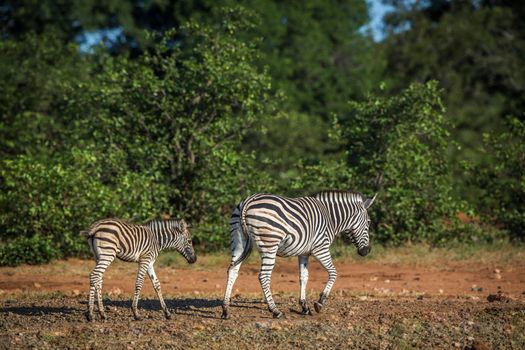 Plains zebra mother and baby walking in savanah in Kruger National park, South Africa ; Specie Equus quagga burchellii family of Equidae