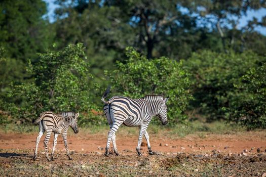 Plains zebra mother and baby walking in savanah in Kruger National park, South Africa ; Specie Equus quagga burchellii family of Equidae