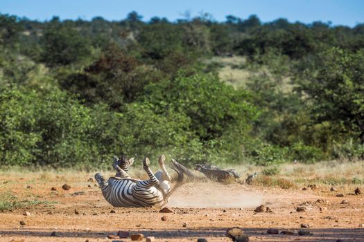Plains zebra grooming on the ground in Kruger National park, South Africa ; Specie Equus quagga burchellii family of Equidae