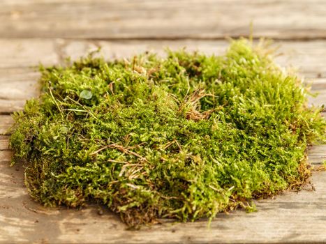 Green sprigs of moss lie heaped on brown wooden boards.