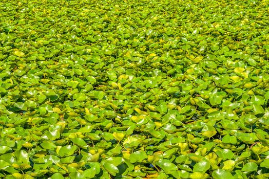 Green leaves of white water lily growing on a lake water surface.