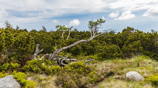 Small green square with dry trees in Giant Mountains