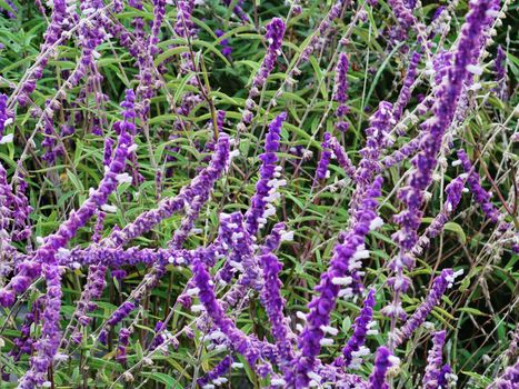 Lavender flower field, fresh purple aromatic wildflower, natural background