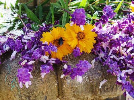 Lavender and sunflower at garden