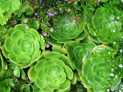 green succulent cactus flower as a background