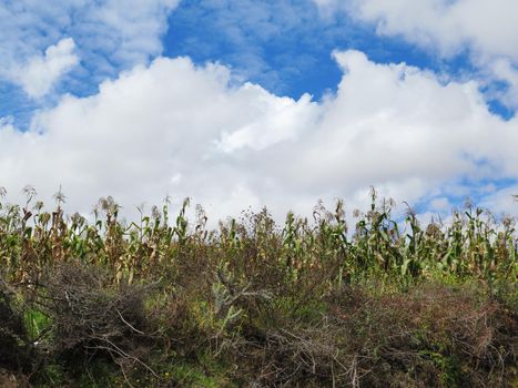 Beautiful green corn maize field