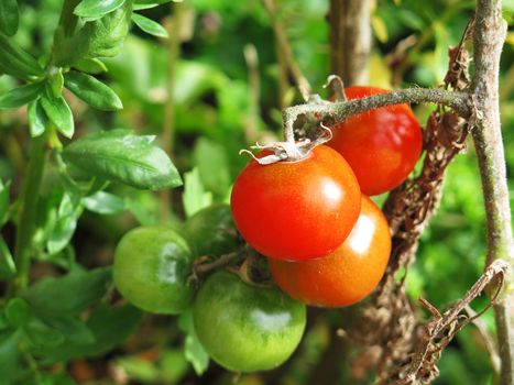 Red cherry tomato ready to be harvested in agricultural field