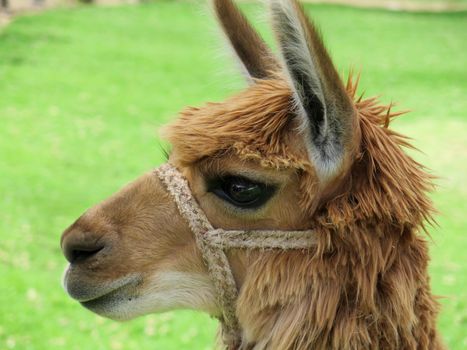 Close-up of llama, Sacred Valley, Machu Picchu, Cuzco, Peru